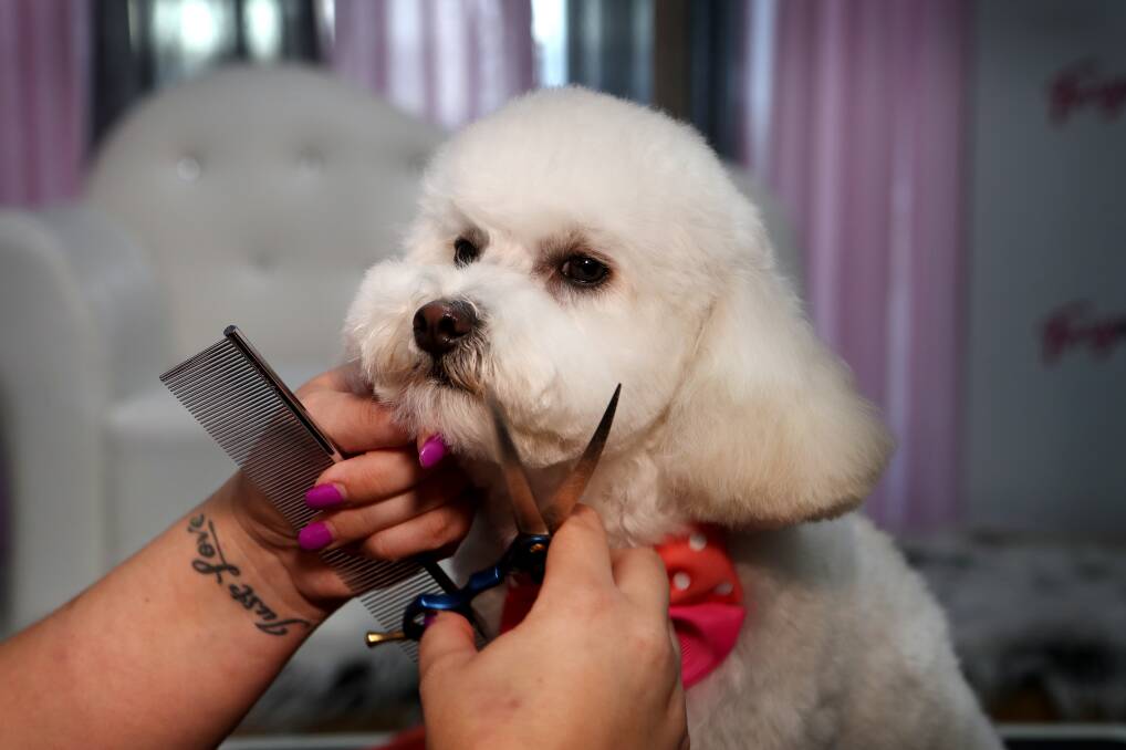 CUTE PUP: 'Teddy bear' style cuts like Gidget has are very popular at Foxy Hounds Grooming Parlour in Corrimal. Picture: Sylvia Liber