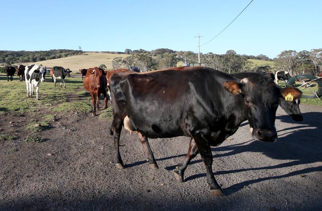 Cattle on an Illawarra dairy farm. Picture: Sylvia Liber