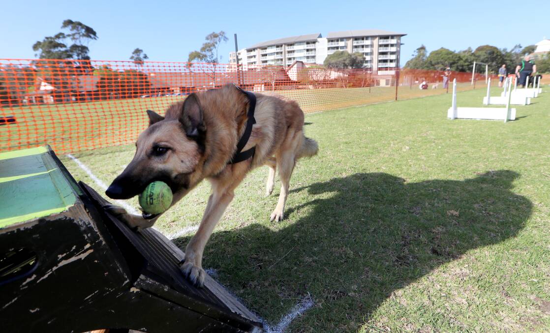 Doggies training on Thursday ahead of the Australian Flyball event in Kiama this weekend. Picture: Sylvia Liber