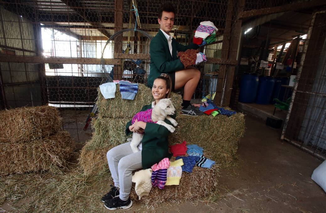 WARMTH: Oak Flats High School captains Harry Cooper and Tayla Davis holding baby lamb Bianca. Picture: Robert Peet