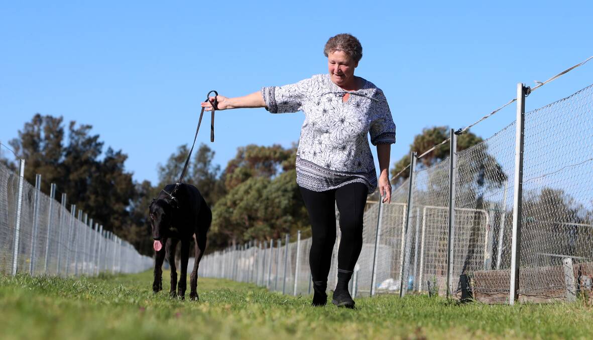 BIG DATE: Trainer Judith Richardson with her greyhound Sunburnt Highway, which will contest the Million Dollar Chase semi finals this weekend. Picture: Sylvia Liber.