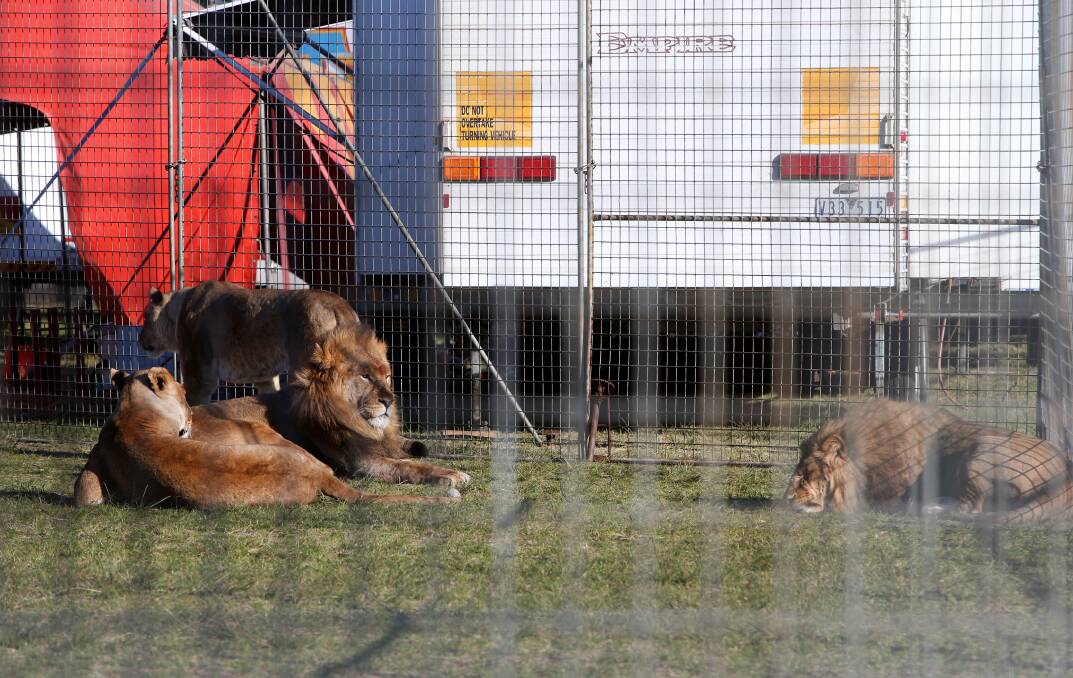 ACTIVISTS OBJECT: Some of the Stardust Circus lions resting in their pen at Kully Bay. Picture: SYLVIA LIBER.