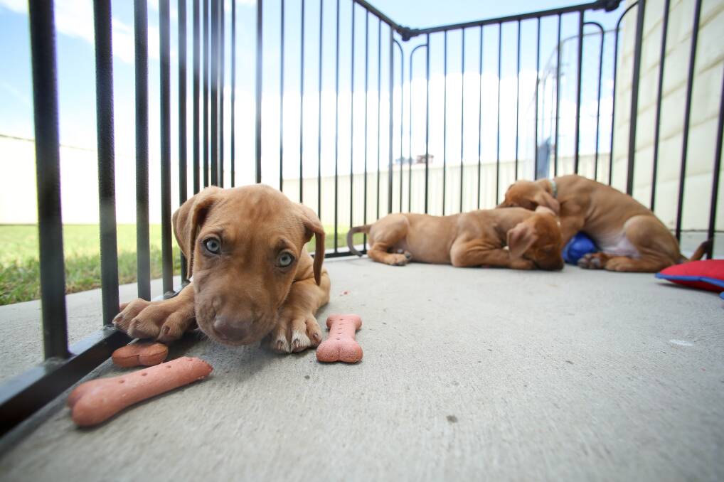 ADORABLE: These ridgeback-cross puppies were surrendered to WARN when they were just three days old. They're now ready for forever homes. Picture: Adam McLean