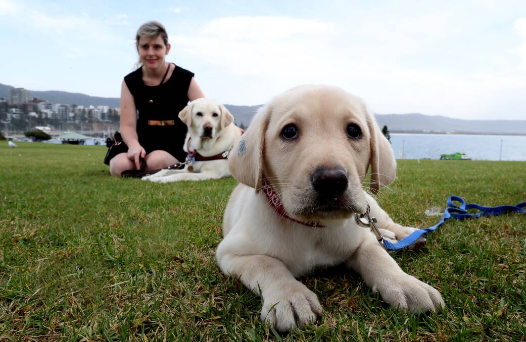 Puppy power: Helensburgh resident Kimberlee Brooker with her guide dog Toffee and eight-week-old Hayley who is one of 30 puppies looking for a foster carer in the region. Picture: Robert Peet