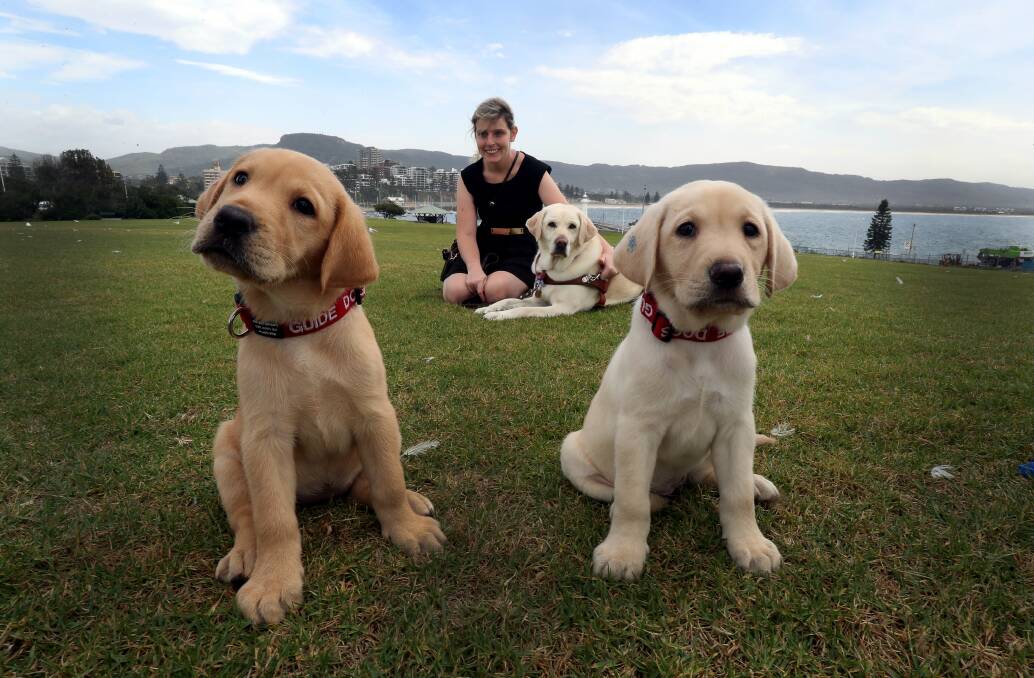 Puppies Honour and Hayley will one day make a major difference to someone with sight loss. Picture: Robert Peet