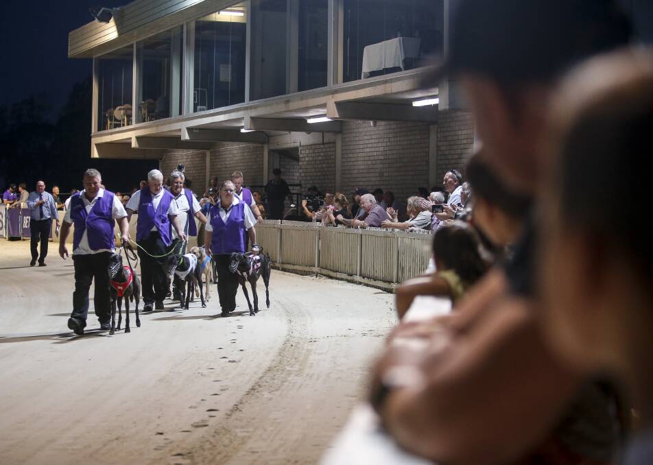 On track: Handlers lead the dogs on to the track at Dapto on Thursday, after being locked out in a tense stand off between Greyhound Racing NSW and the Dapto Agricultural and Hoticultural Society. Picture: Anna Warr
