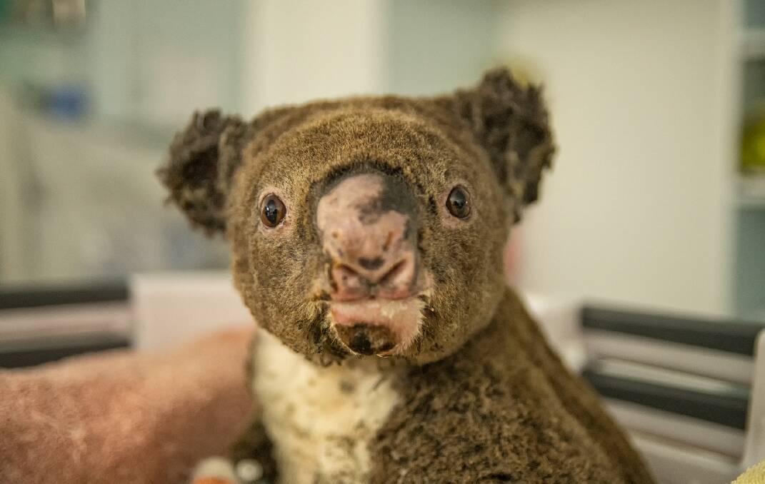 HELPING HAND: A koala being treated for bushfire burns at the Port Macquarie Koala Hospital.