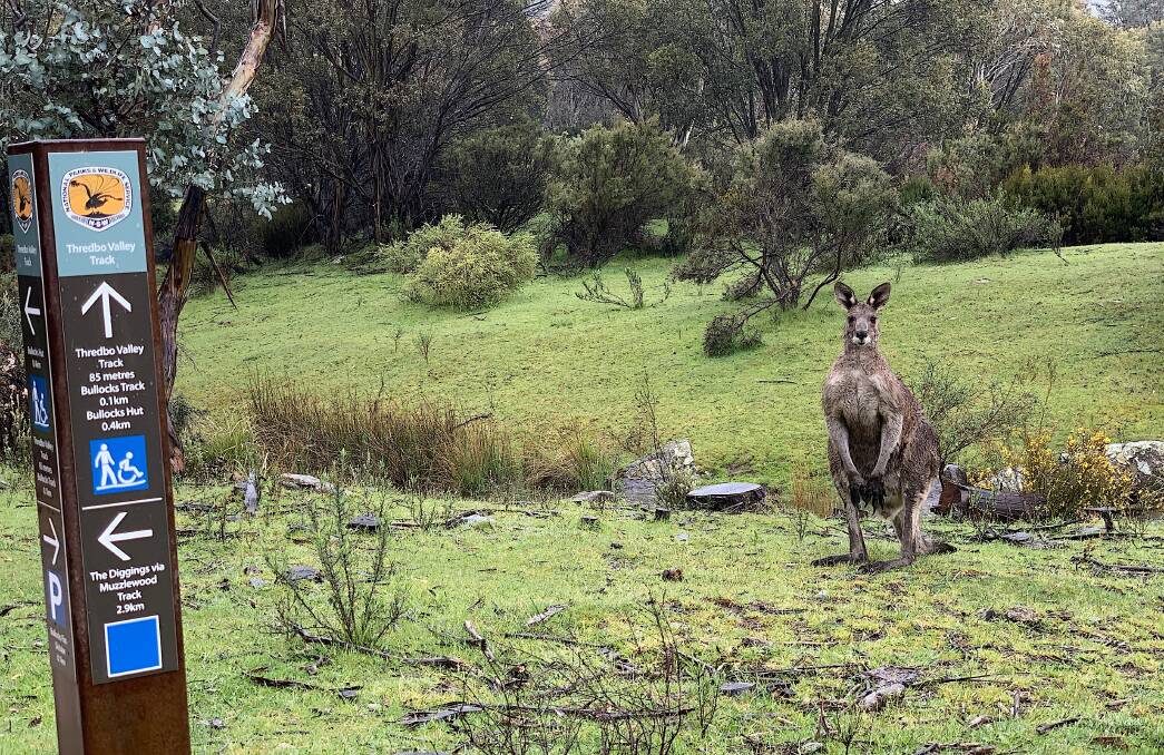 There's lots of wildlife along the Thredbo Valley Track, listen for lyrebirds and look out for kangaroos. Picture: Tim the Yowie Man