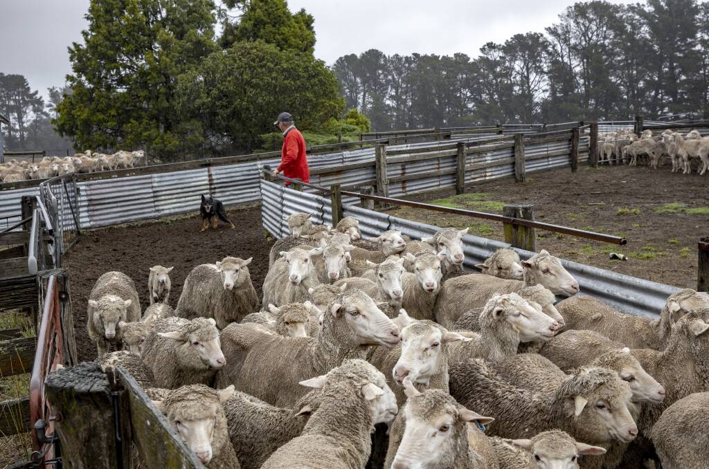 Roslyn grazier Ken Wheelwright prepares to drench his sheep on Wednesday. Picture: Sitthixay Ditthavong