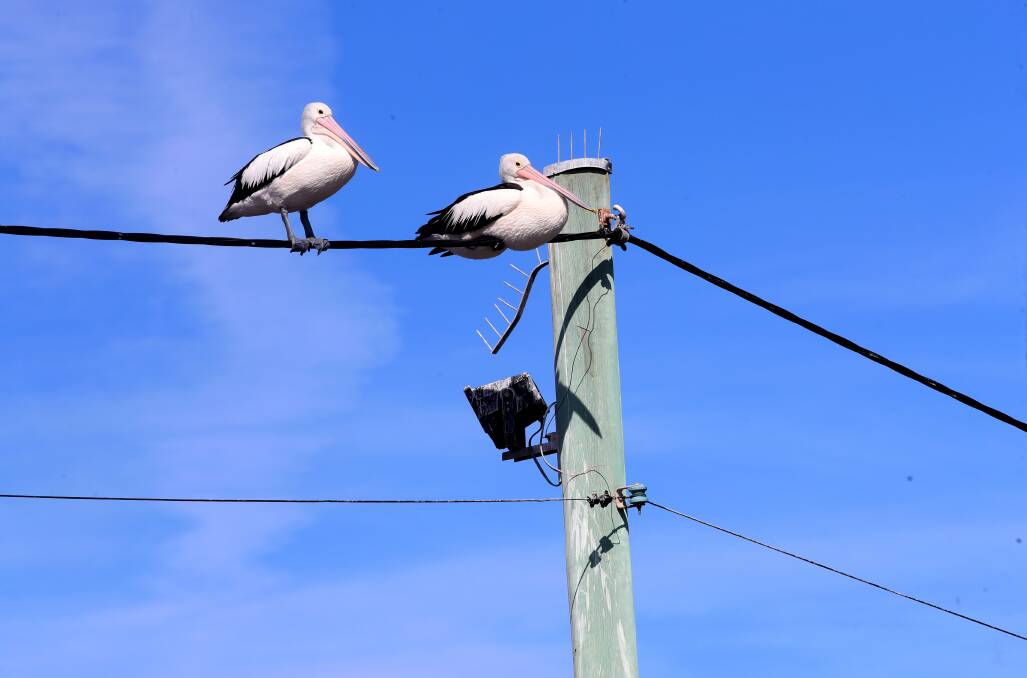 MIND THE SPIKES: Pelicans at Shellharbour can't roost on the poles so they've taken to powerlines. Picture: Sylvia Liber