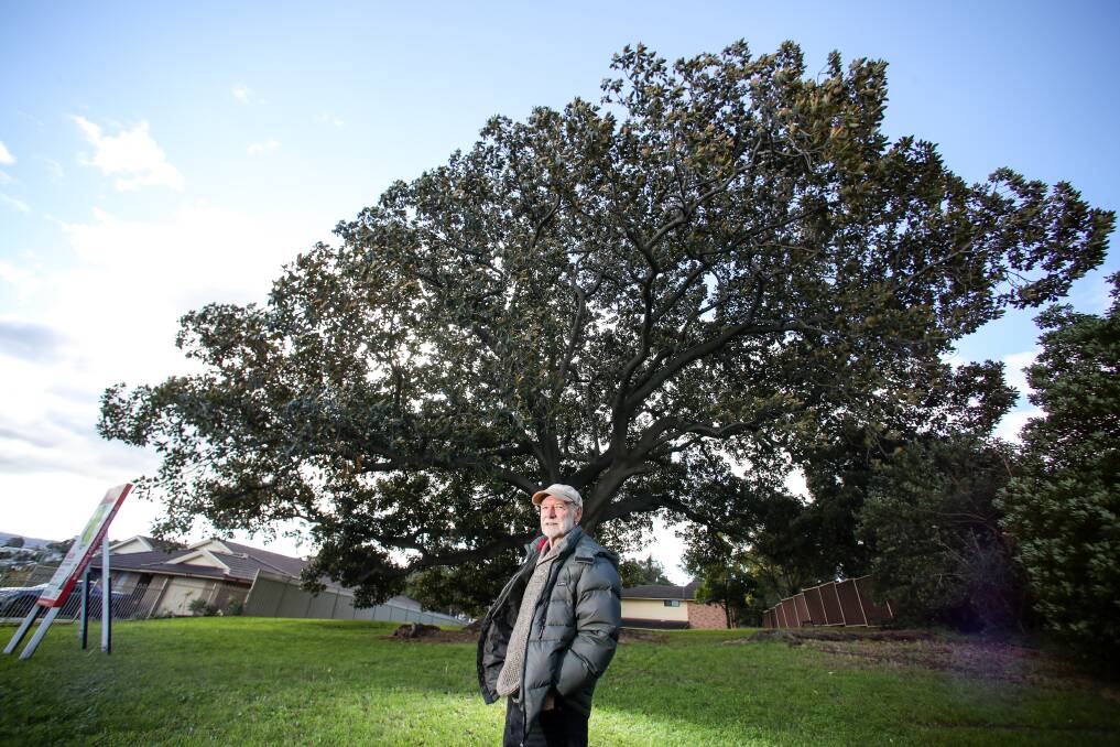 HERITAGE: Wollongong's Native Trees author Leon Fuller with the Moreton Bay fig on Grand View Pde in Lake Heights. Picture: Adam McLean.