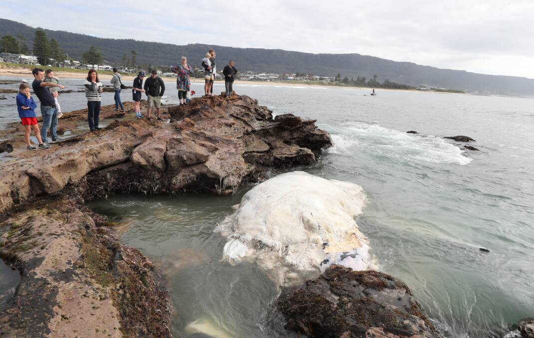 SMELLY VISITOR: Crowds gathered to see the whale carcass washed up overnight. Picture: Robert Peet.