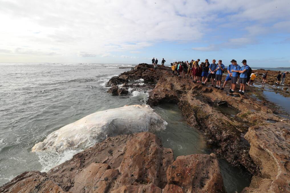 MARINE STUDIES: Bulli High students were among those who flocked to the point. Picture: Robert Peet