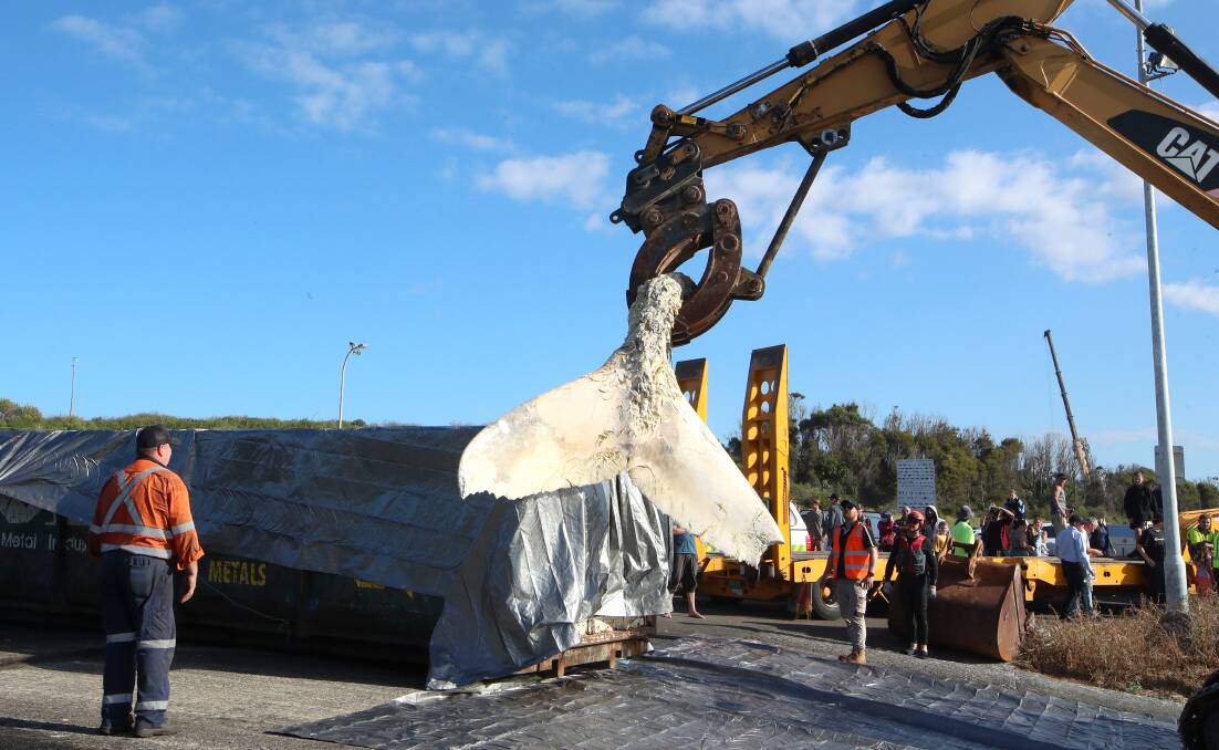 SAD TAIL: The humpback's remains were lifted out of the water at Bellambi Point. Picture: Sylvia Liber.