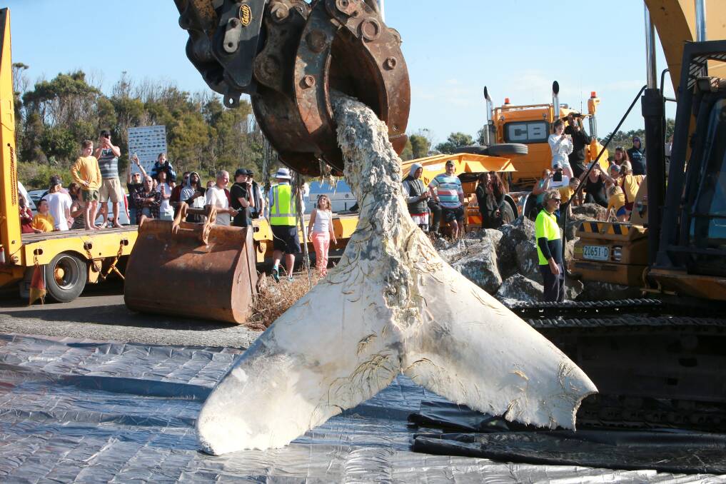 Clean-up: The whale carcass from Bulli being lifted off the Bellambi boat ramp on Friday afternoon. Picture: Sylvia Liber