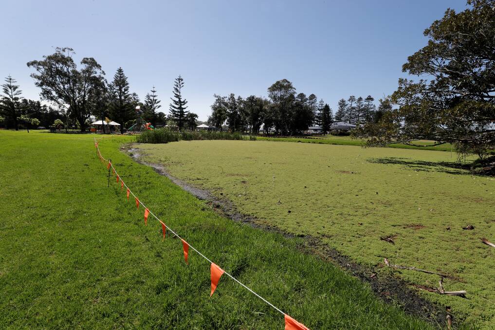 Green fields: Pant growth in the pond at Stuart Park is the heaviest Wollongong council staff have seen and it has disguised the ponds to look like grass. Picture: Robert Peet