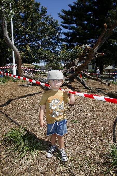 BELMORE BASIN: Lennox Connery, 2, liked climbing on the tea treesbefore they were cut down last Wednesday night. Picture: Anna Warr.