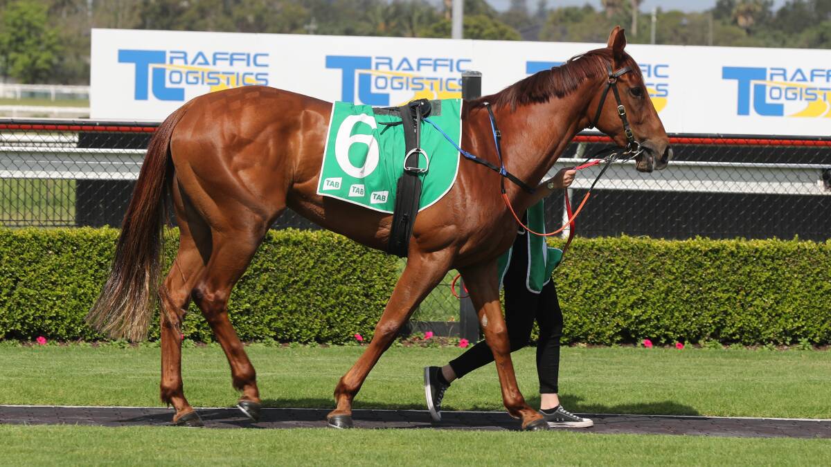 Ready to race: Gwenda Markwell's Either Oar will contest the group 3 Red Roses Stakes at Flemington on Thursday. Picture: Robert Peet 