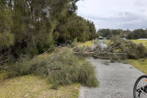 VIEW IMPROVER: The Casuarina trees at Holborn Park in Berkeley were on the edge of Lake Illawarra. Picture: Wollongong City Council.