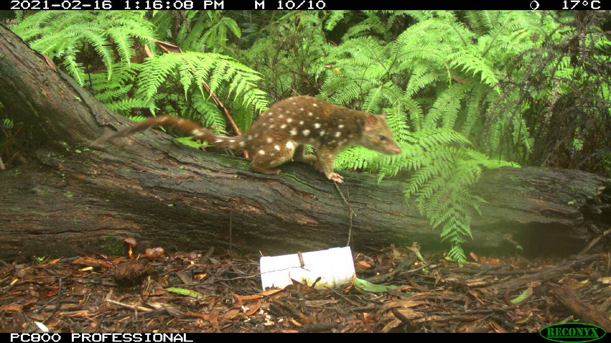 CALLING CARD: The quoll carries a unique pattern of spots on its back which makes identification effective.