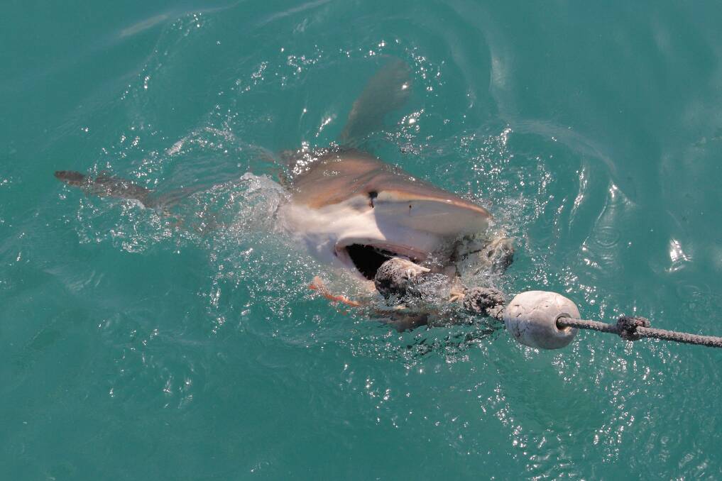 A bronze whaler shark caught on a line. Bronze whalers were the sharks caught most frequently in nets off the coast of the Illawarra.