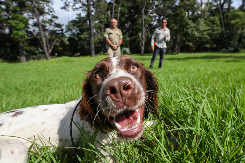 FOLLOW YOUR NOSE: Dog trainer Ryan Tate with the Illawarra district weeds authority's David Pomery and English springer spaniel Connor in Gerringong on Friday. Picture: ADAM McLEAN.