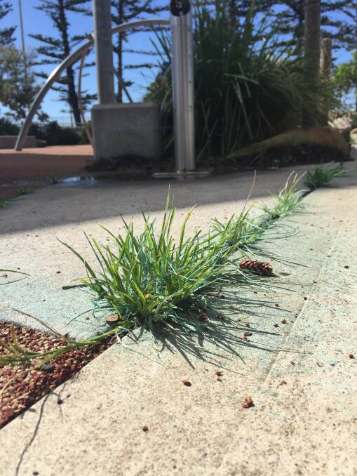 Pictures show the weed poison at the Thirroul playground
