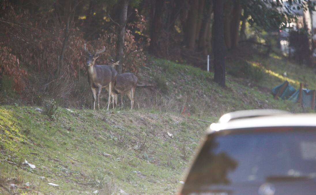 Destructive pests: Motorists on Mt Ousley Rd had to watch out for a group of deer including these two by the roadside on Wednesday afternoon. Picture: Adam McLean