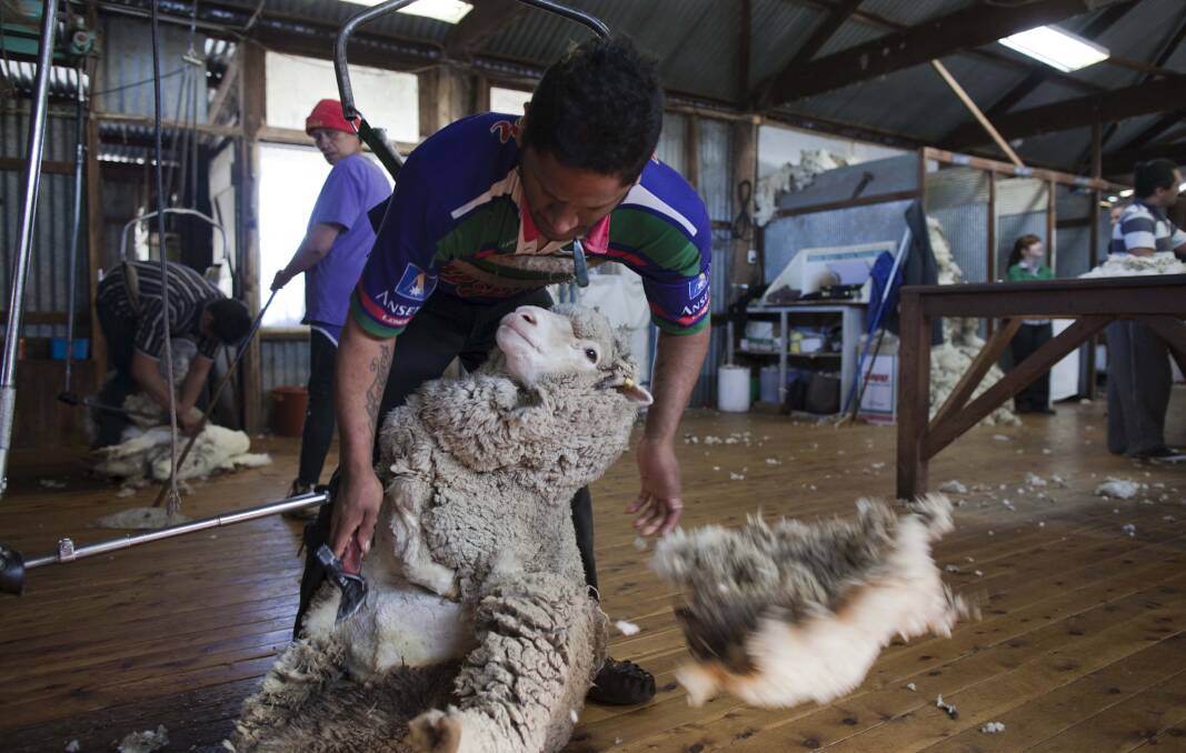 A real shearer shearing a real fine merino at Bookham. Picture by Lannon Harley.