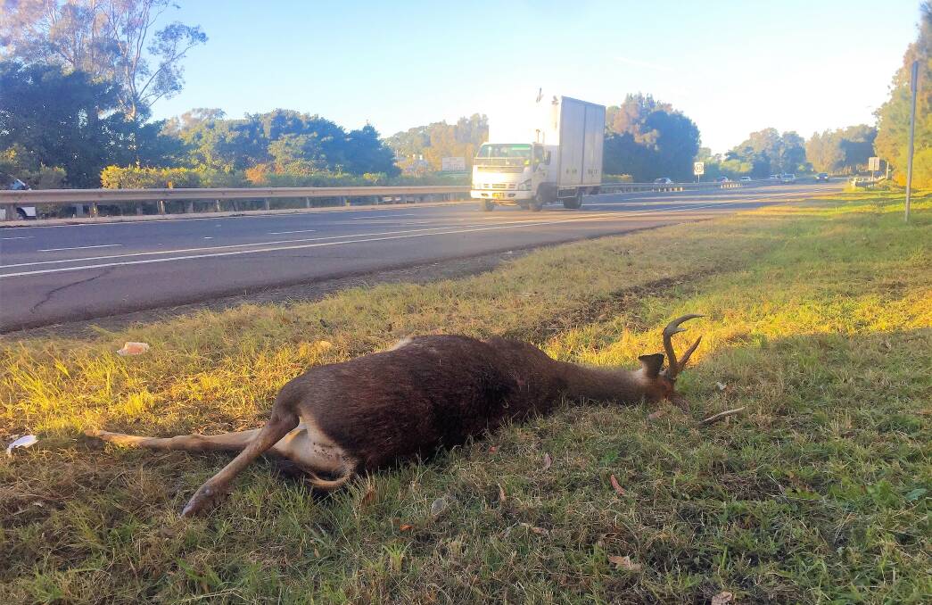 OUT OF CONTROL: Ryan Park says an immediate solution is needed for feral deer and wants to meet the Government to work out a bipartisan approach.
