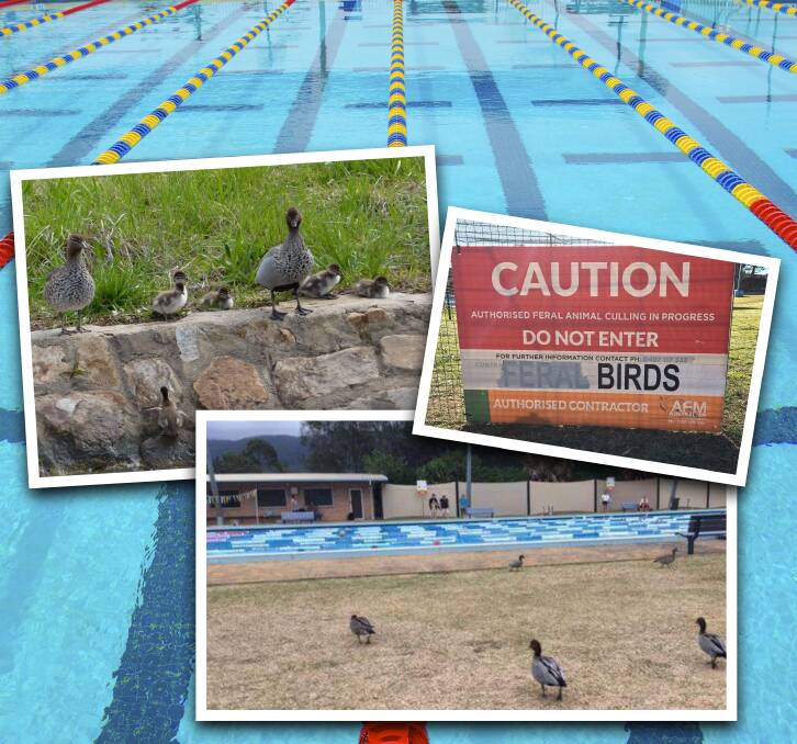 NO DEATH SENTENCE: The bottom picture shows the ducks back at Corrimal pool this week and is used courtesy ABC Illawarra.