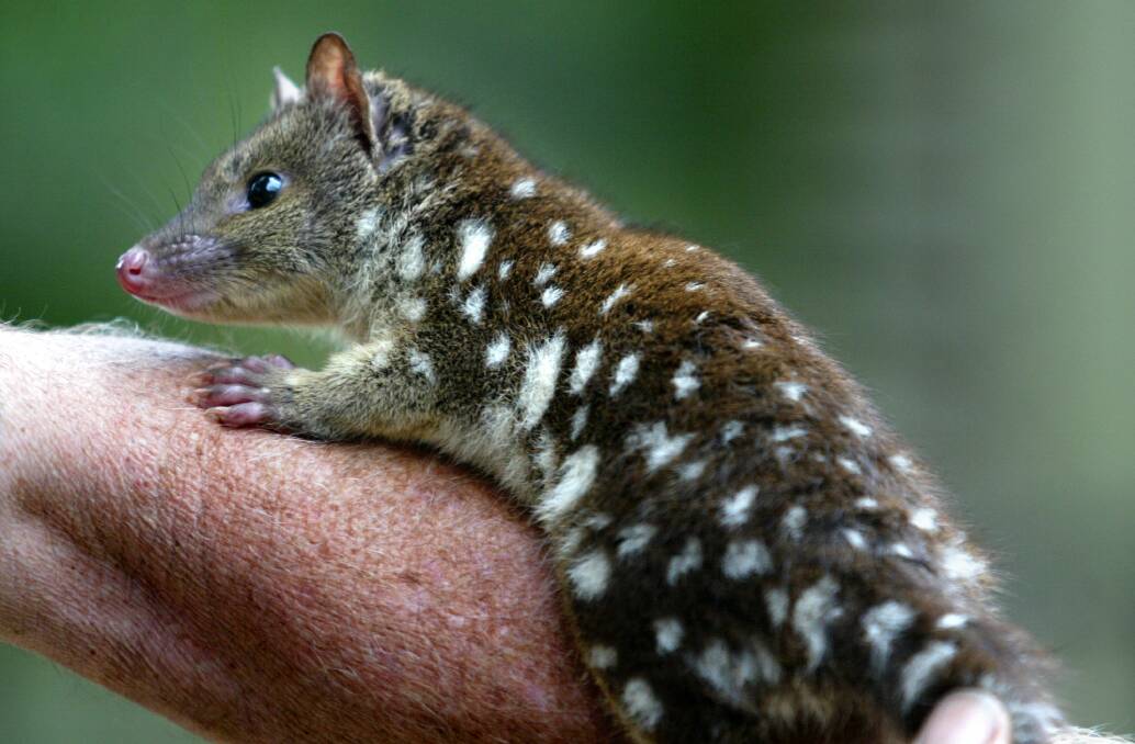 The spotted tail quoll was one of the threatened vertebrates studied.