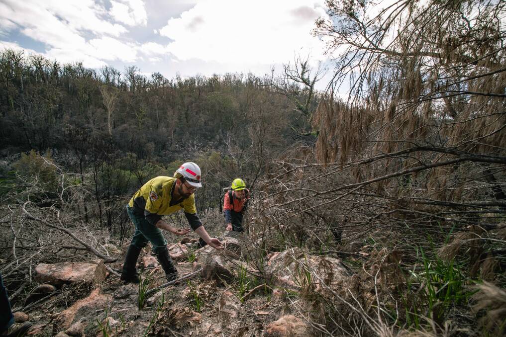 SPROUTS: DPIE and NPWS staff inspect a burnt Merimbula star-hair at Wallagaraugh River in the Timbillica State Forest. Picture: DPIE.