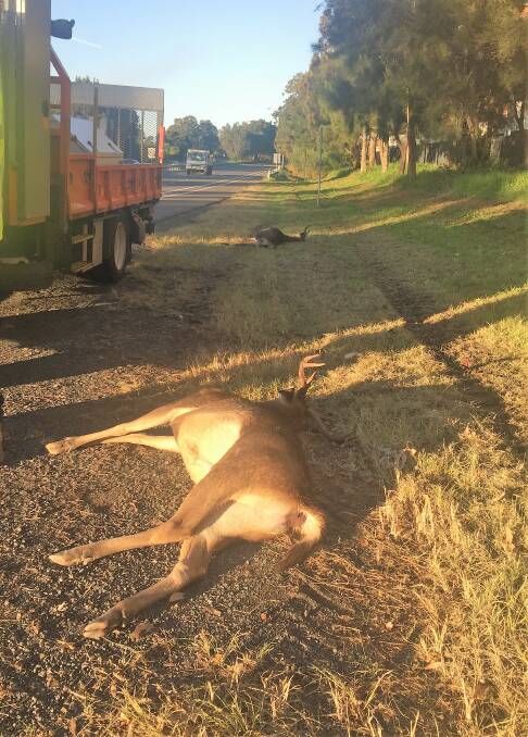 HEADED FOR THE CITY: These deer were killed by traffic on Memorial Dr at Fairy Meadow, a road surrounded by busy streets and residential areas.