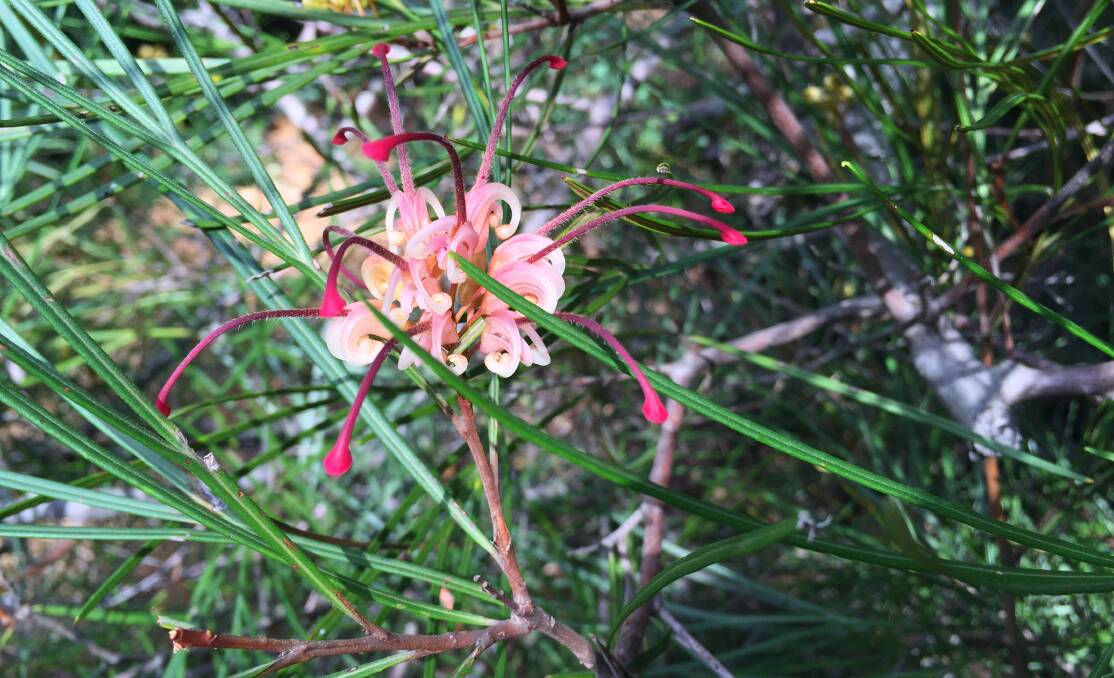 Self-starter: The very first specimen of the Bulli Princess grevillea, which is now widely available in nurseries, but which first appeared at the Grevillea Park. 