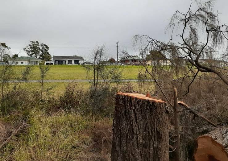 BERKELEY: 24 large established Casuarina trees were cut down in the latest incident at Holborn Park. Picture: Wollongong City Council.