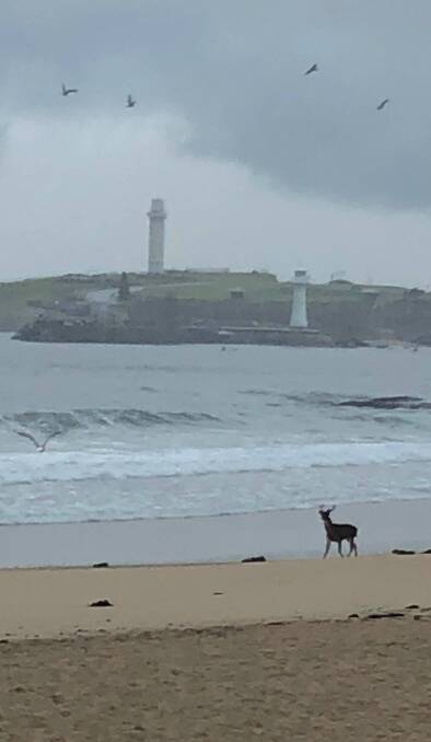 DAWN PATROL: When deer make it as far as North Gong beach (as they did in July), it shows no residential area in Wollongong is safe.