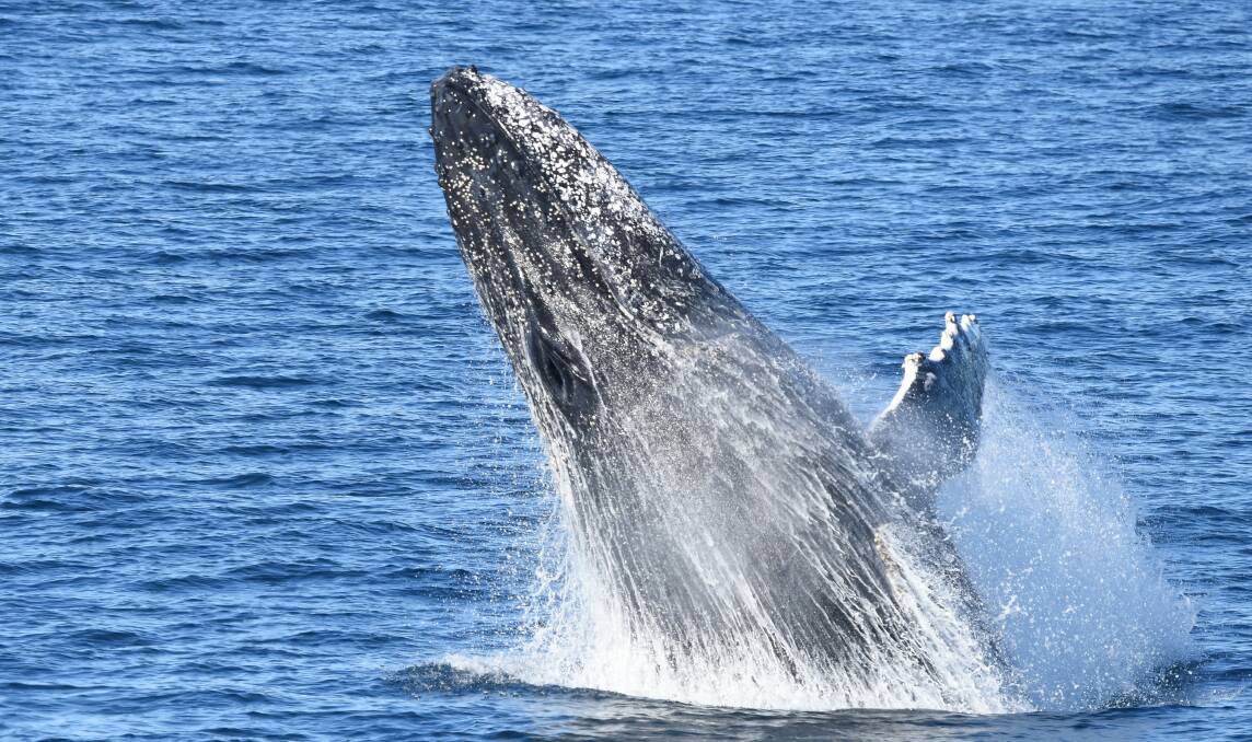 The whales breached and played on their way up from Minnamurra. Picture: ANTHONY CRAMPTON