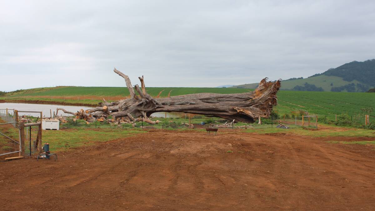 ISOLATED: The tree in the place where it fell. After land all around was cleared the figs have become exposed and more vulnerable to weather.
