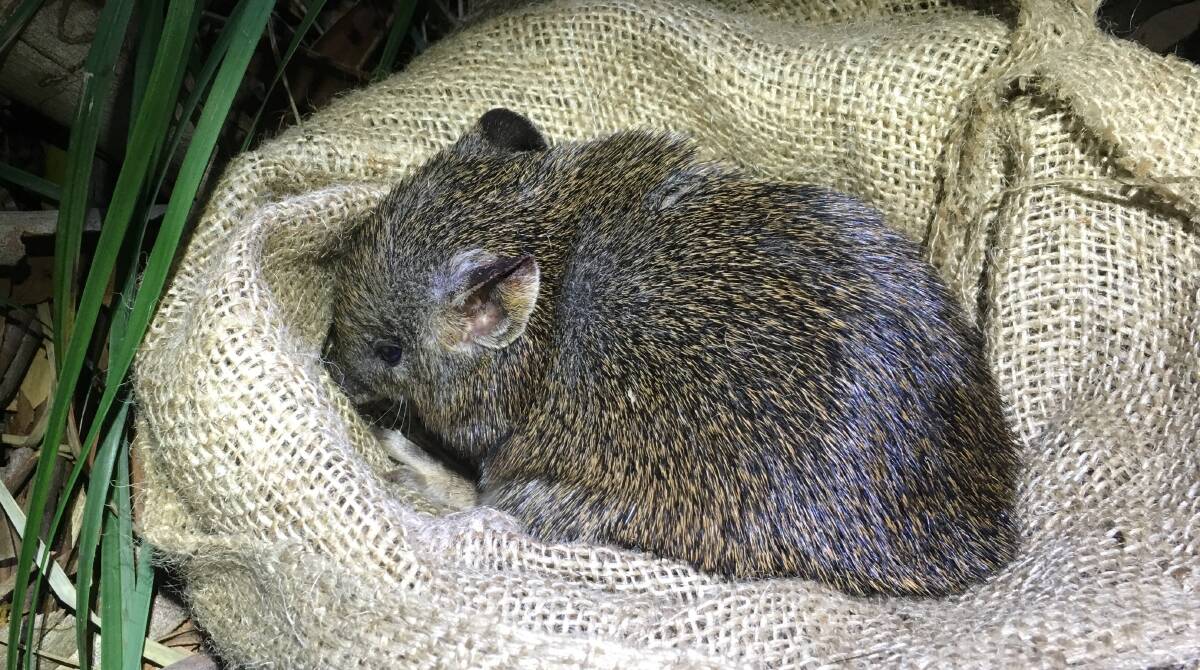 Cute as: One of the southern brown bandicoots headed for Booderee. They breed multiple times each year, with a 12-day gestation period. Picture: Chris MacGregor