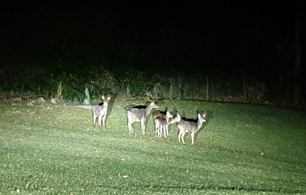 FOUR-LEGGED MENACE: These feral deer were spotted at a Thirroul property recently. Picture: SIMON COHEN.