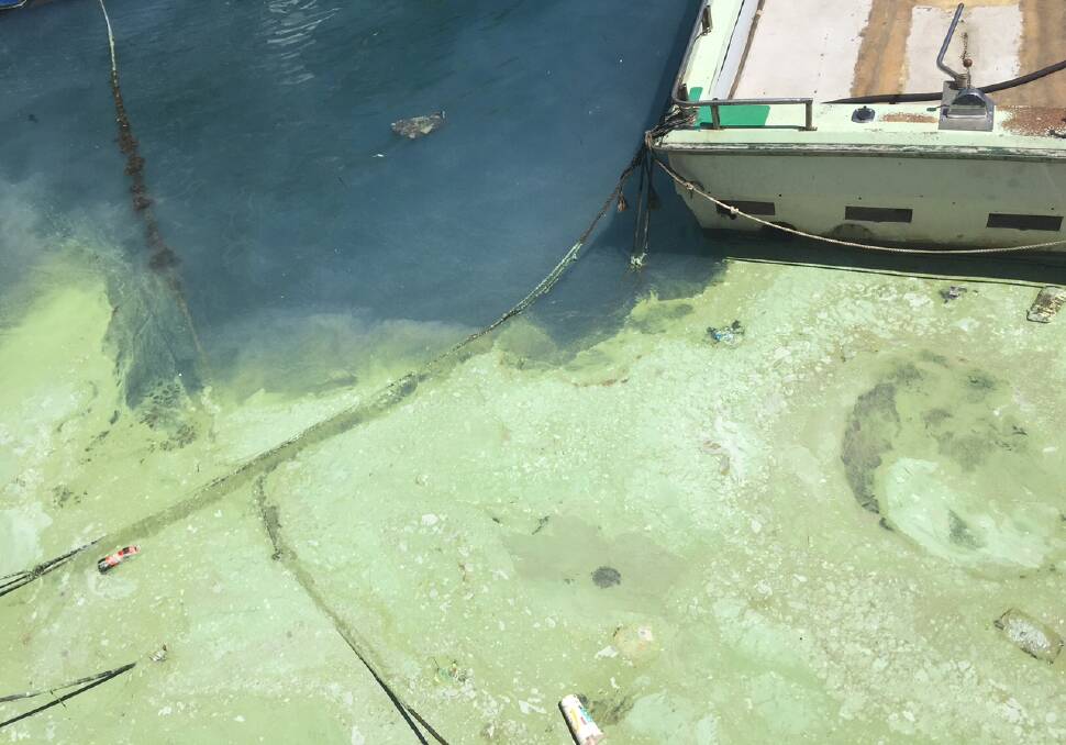 I've been slimed: The green slick was first thought to be paint, then identified as sea spawn, and has now been confirmed as a type of blue-green algae known as 'sea sawdust'. Picture: Ben Langford