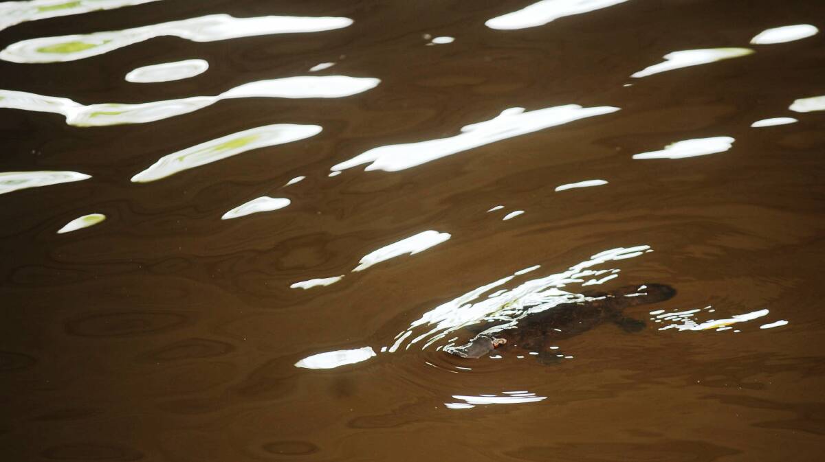 Scientists plan to return a founding population of 10 platypuses to the Royal National Park.