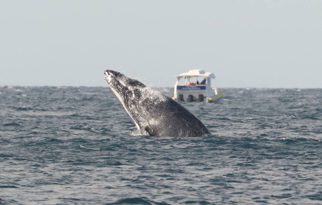 Rebecca Labriola's picture of a playful humpback whale off Bass Point captures part of a bumper season this year.