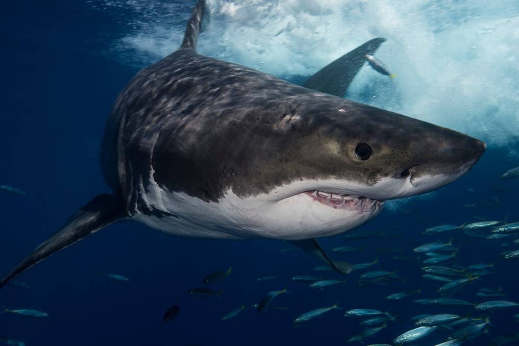 MASTER OF ITS DOMAIN: A great white shark.
