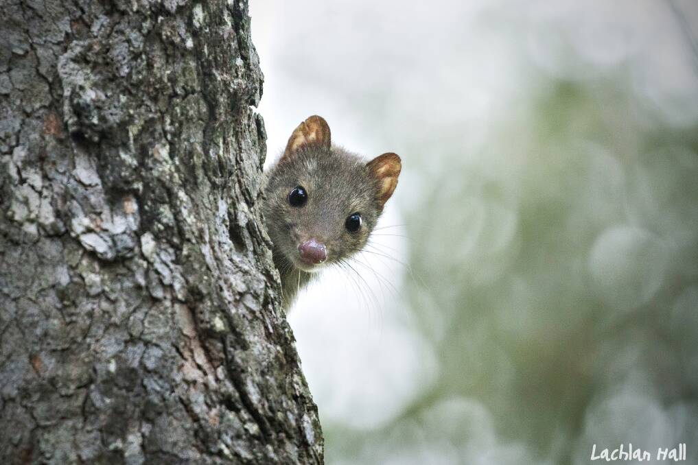 HERE'S LOOKING AT YOU: An elusive spotted tail quoll. Picture: DPIE/Lachlan Hall.