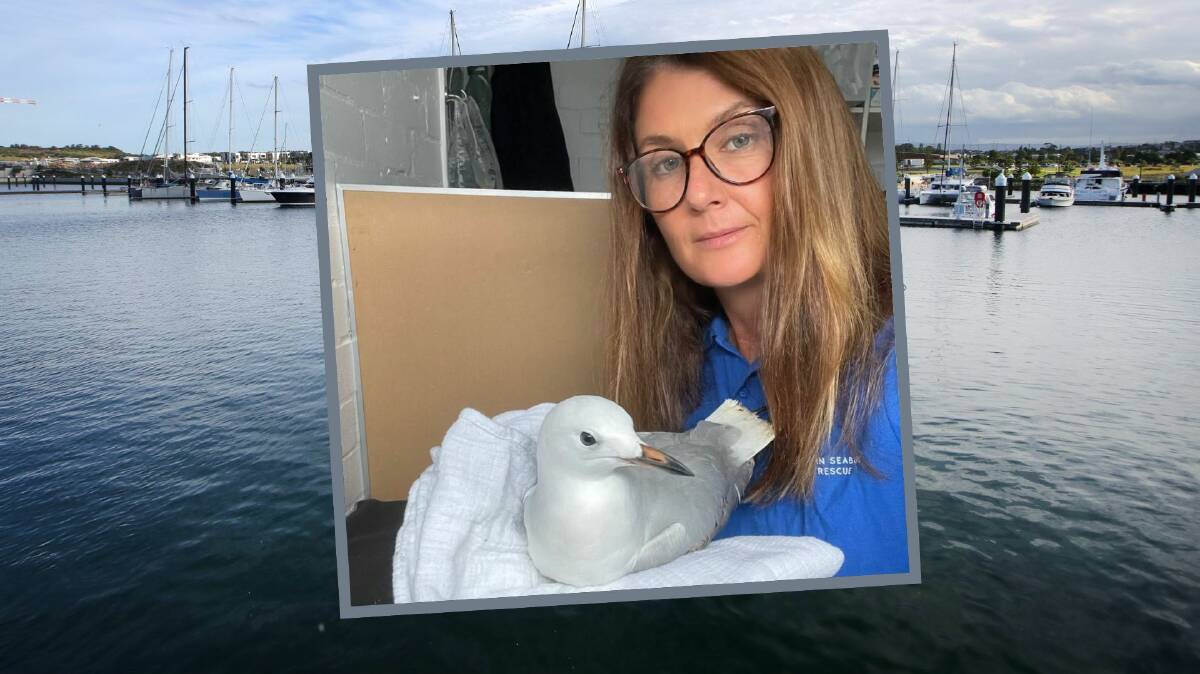 Australian Seabird and Turtle Rescue South Coast branch co-ordinator Lisa Hood with one of the gulls she has nursed back to health. Picture supplied/ASTR South Coast. Background: the Shell Cove marina.