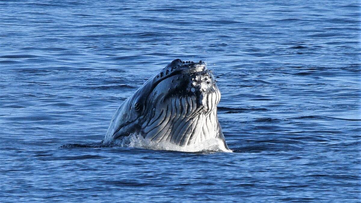 A humpback surfaces to have a squiz around off Bass Point. Photo: Anthony Crampton