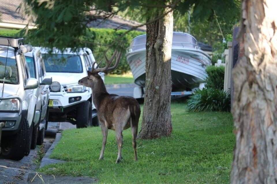 THERE GOES THE NEIGHBOURHOOD: This deer was spotted by residents in a Woonona street last month. Picture: RASHELLE SIMPSON.