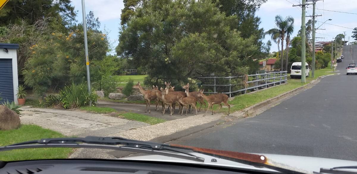 MOB RULE: Robert Huisman took this photo of deer on Koloona Ave, Figtree, on Thursday afternoon.